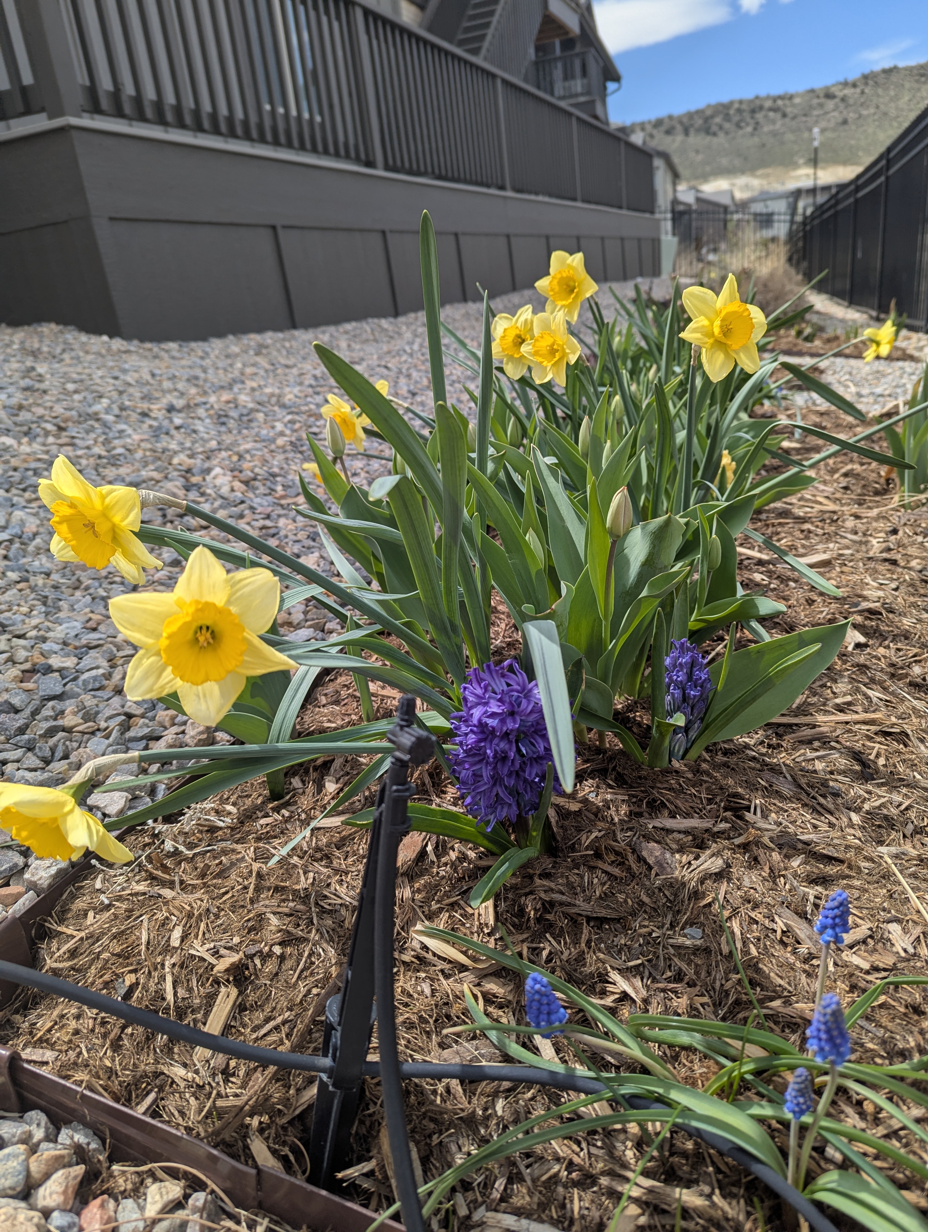 Easter, tulips, daffodils, hyacinth
